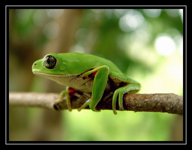photo "Tree frog" tags: macro and close-up, nature, wild animals