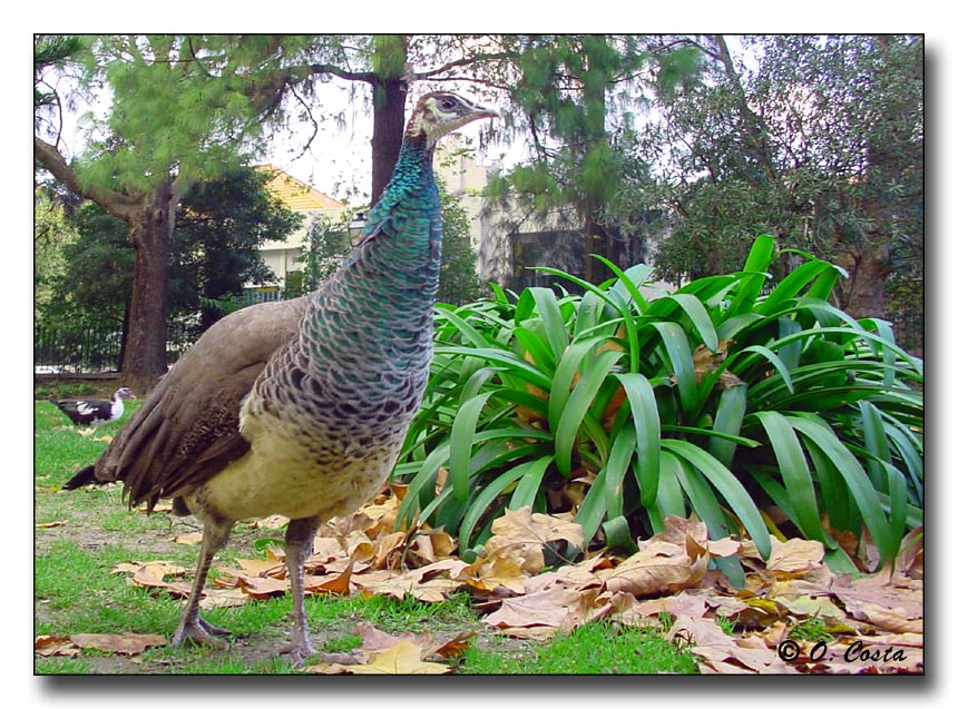 photo "The Lady !" tags: nature, travel, Europe, pets/farm animals