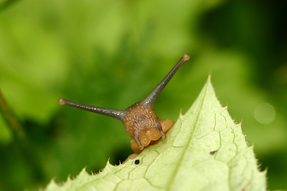 photo "Howdy !" tags: macro and close-up, 