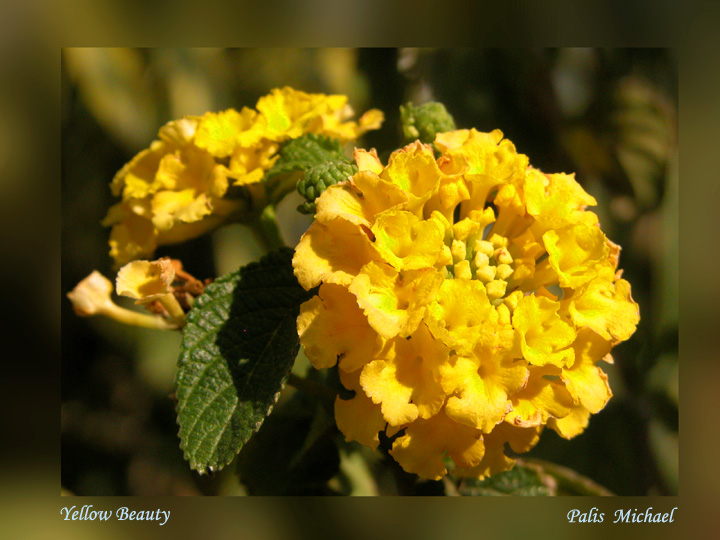 фото "Yellow Beauty" метки: природа, макро и крупный план, цветы