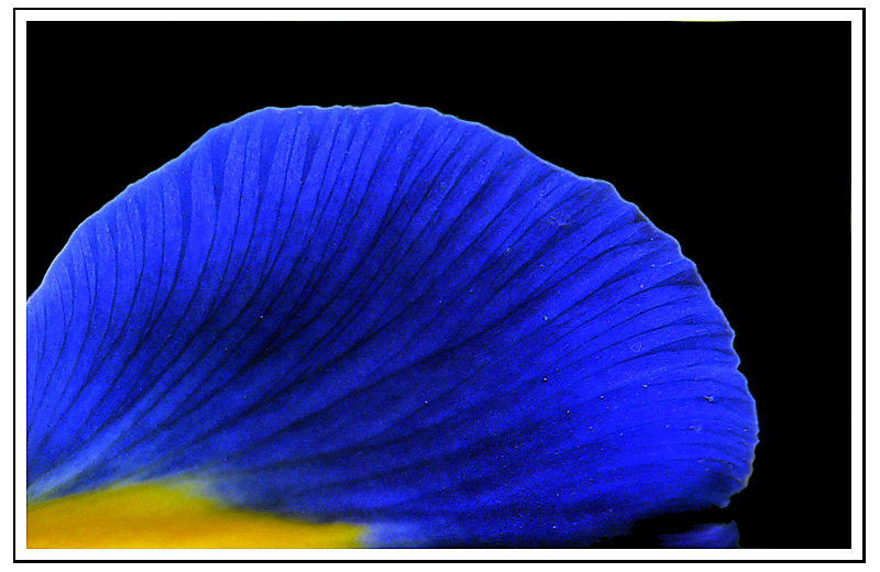 photo "Sunset in outer space" tags: abstract, nature, flowers