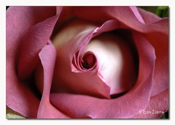photo "Rose" tags: macro and close-up, nature, flowers