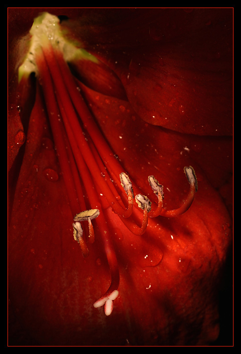 photo "Red flower..." tags: nature, macro and close-up, flowers