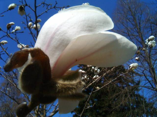 фото "Spring." метки: природа, цветы
