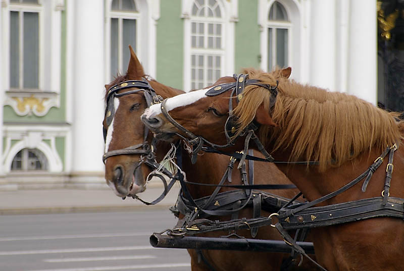 photo "Kiss near Zimniy Palace" tags: nature, humor, pets/farm animals