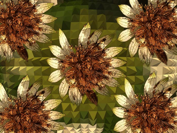 photo "astrantia" tags: nature, flowers