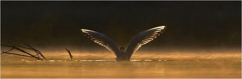 photo "V" tags: nature, wild animals