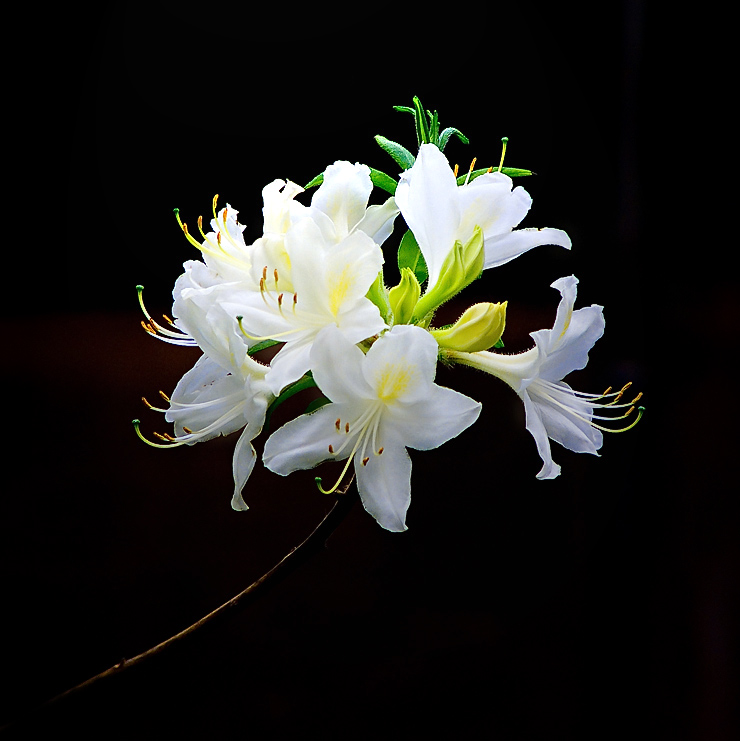 photo "***4" tags: nature, macro and close-up, flowers