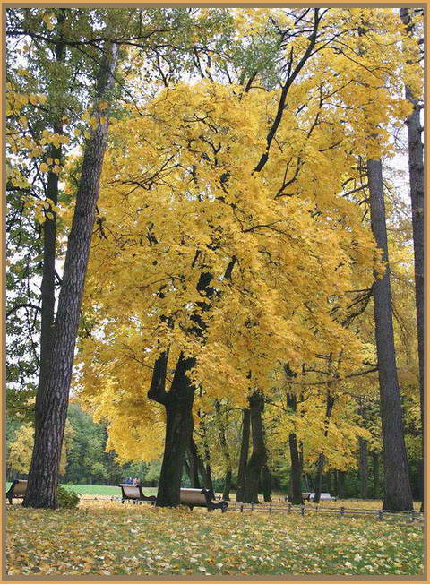 photo "Autumn in old park." tags: landscape, reporting, autumn