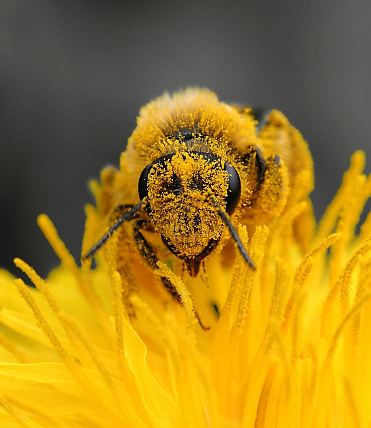 photo "I love Yellow !" tags: macro and close-up, 