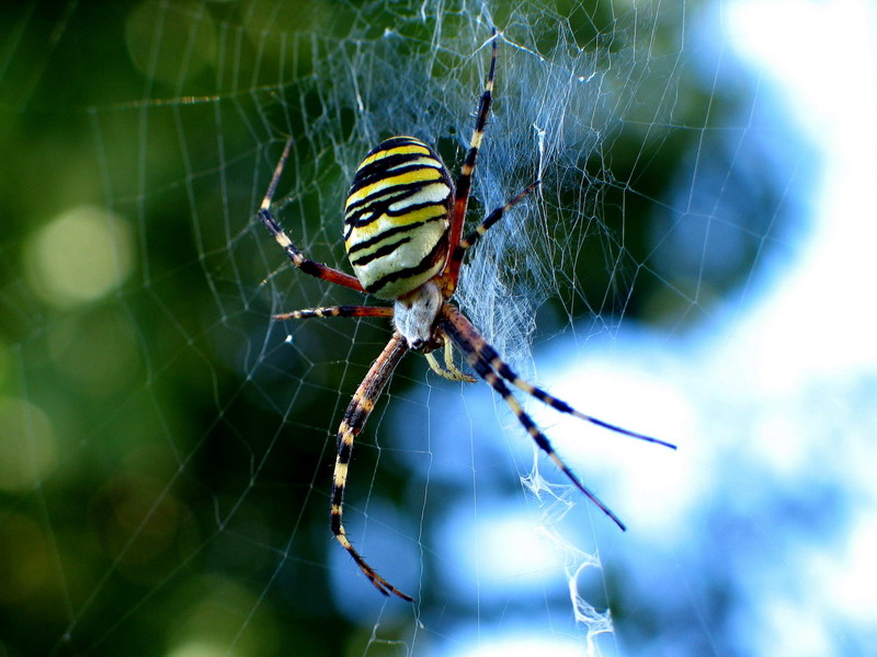 фото "spider" метки: макро и крупный план, природа, насекомое