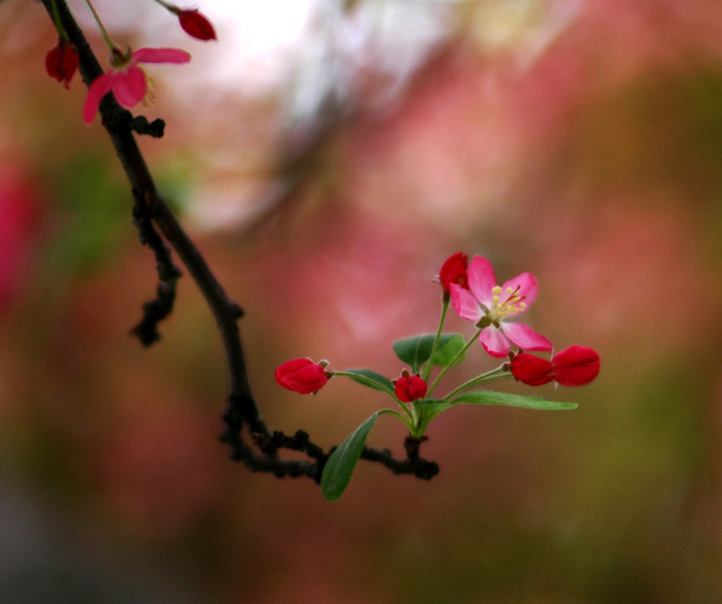 фото "Blossom" метки: природа, цветы