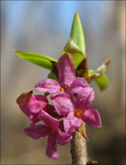 photo "Апрельское макро" tags: macro and close-up, 
