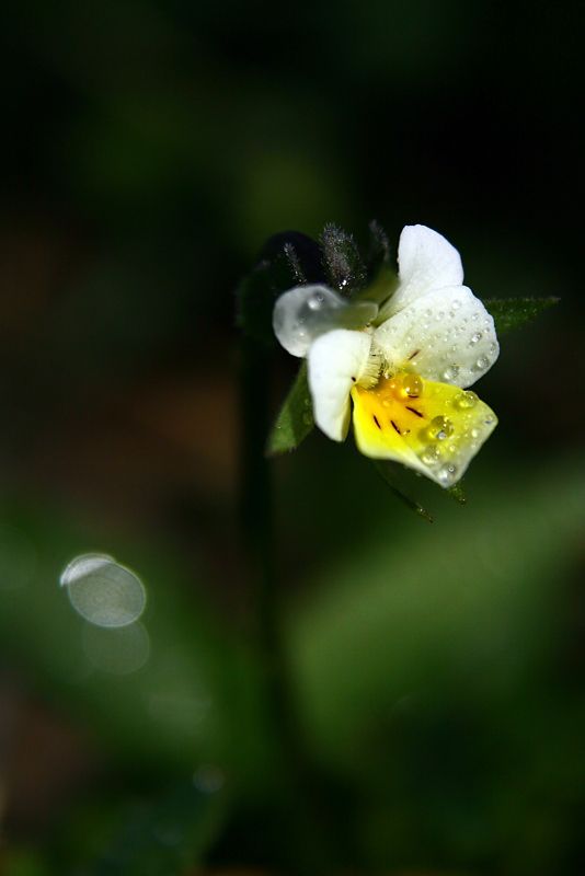 photo "deeply in grass" tags: macro and close-up, 