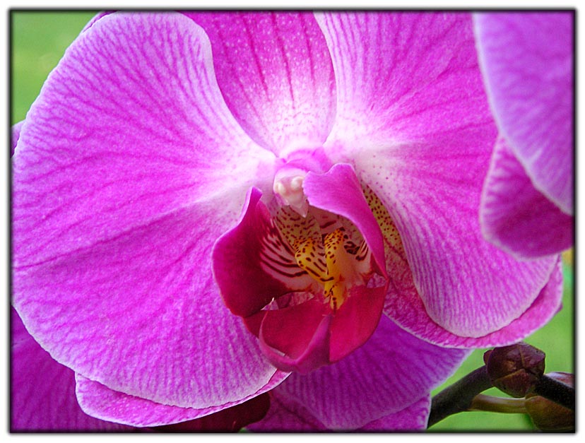 photo "Orchidea-4" tags: nature, macro and close-up, flowers