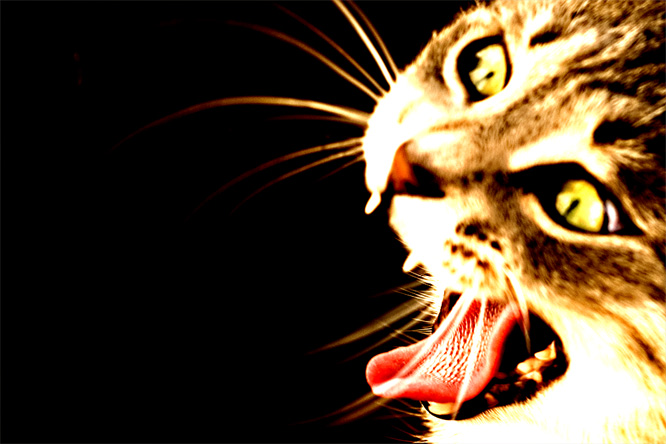photo "HellCat" tags: montage, abstract, 