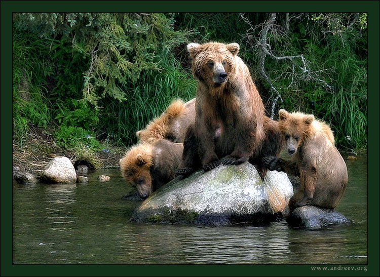 photo "Bear's Idyll" tags: nature, travel, North America, wild animals
