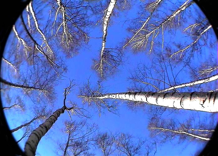 photo "Берези/paper-birch /" tags: landscape, forest