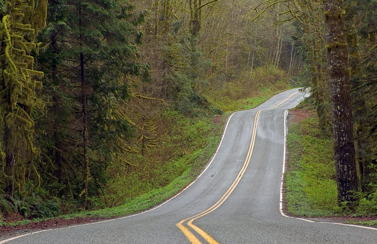 photo "Down That Road" tags: landscape, forest