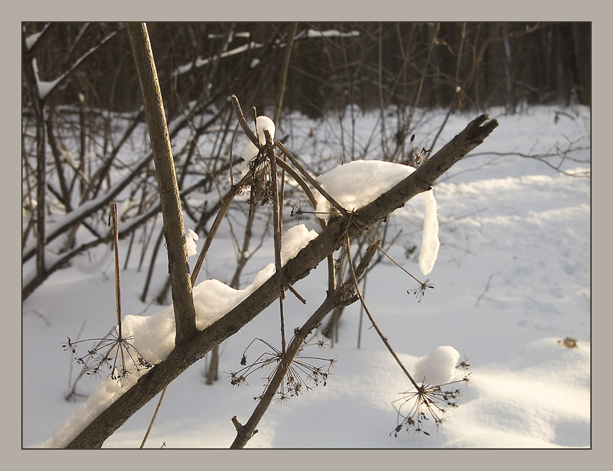 photo "Winter" tags: landscape, forest, winter