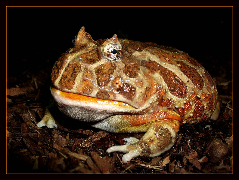photo "Portrait horned frog" tags: portrait, macro and close-up, 
