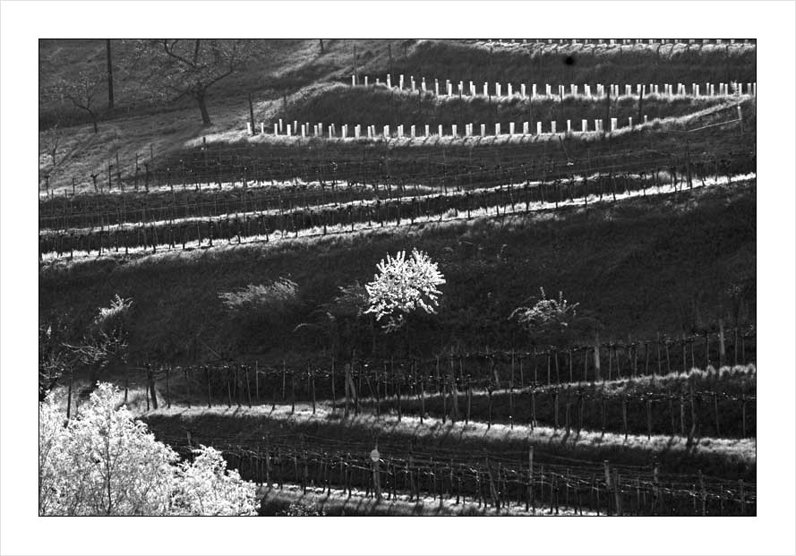 photo "Vineyard #2" tags: landscape, spring