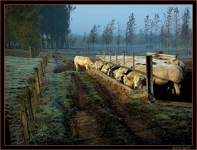 photo "diner club" tags: nature, landscape, pets/farm animals