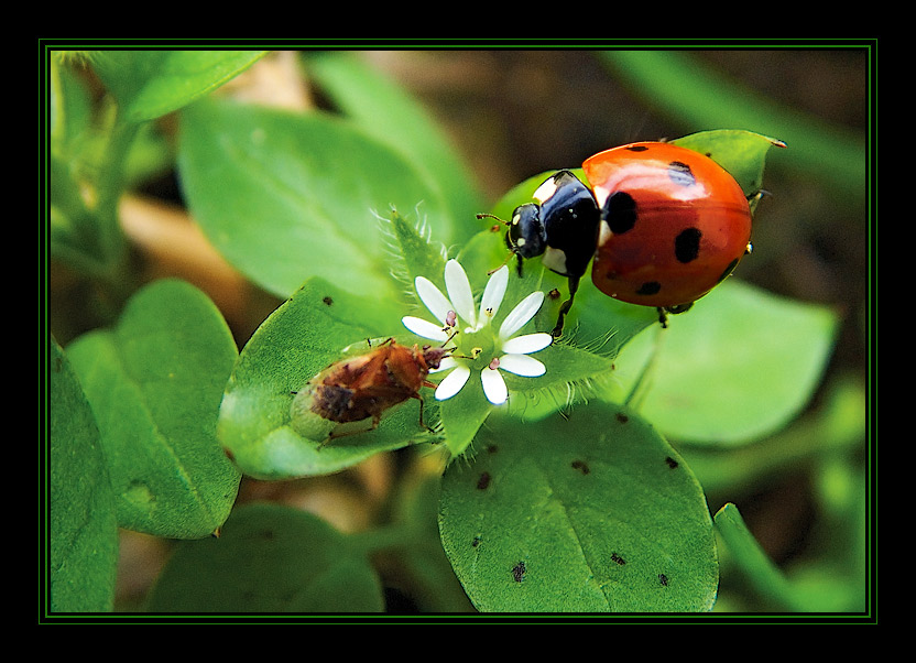 photo "Spring! The first appointment!.." tags: nature, macro and close-up, insect