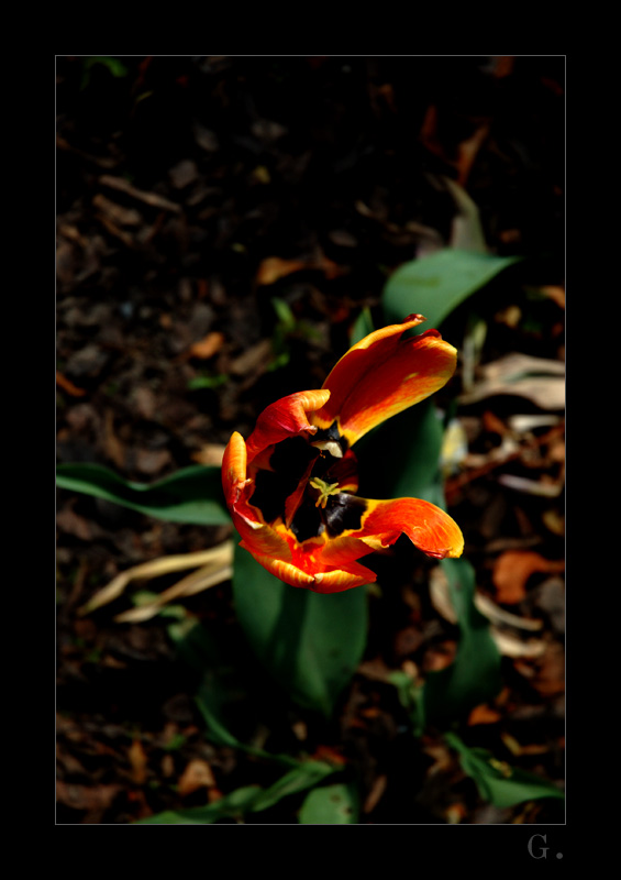 photo "mertwaja krasota" tags: still life, nature, flowers