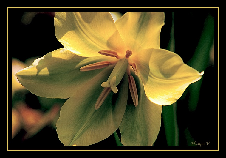 photo "Tulp" tags: nature, montage, flowers