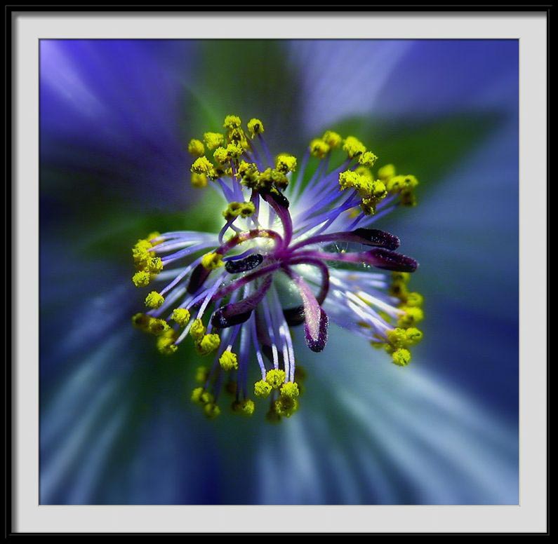 фото "abutilon macro" метки: природа, цветы