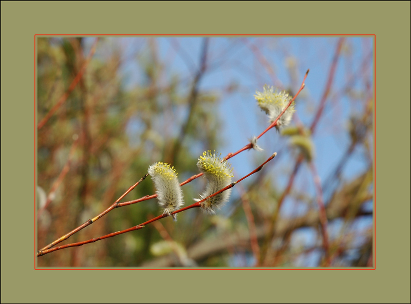 photo "***" tags: nature, landscape, spring