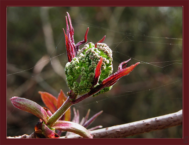 photo "Elder" tags: misc., 