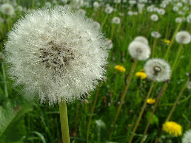 photo "Welcome to a glimpse of a gardeners nightmare!" tags: nature, humor, flowers