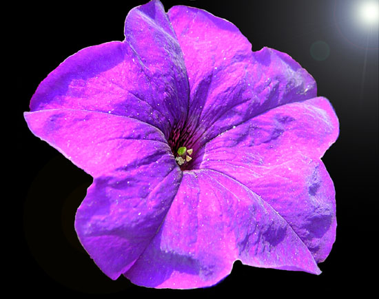 photo "***" tags: macro and close-up, nature, flowers