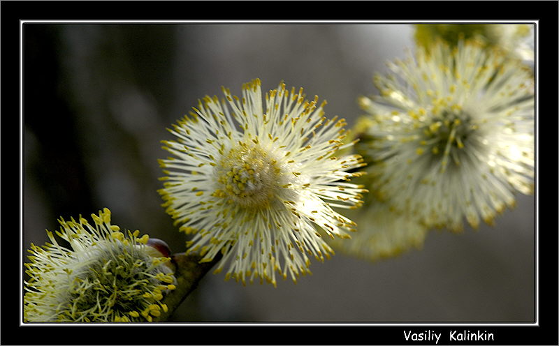 photo "Fluffy" tags: macro and close-up, landscape, spring