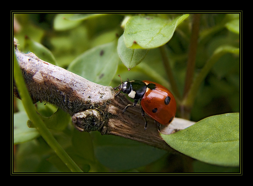 photo "Forward and upwards..." tags: nature, macro and close-up, insect