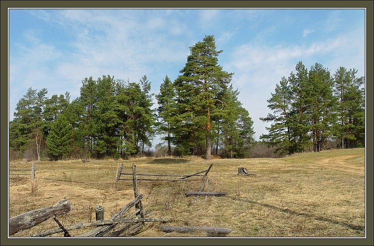 photo "Spring sunshine picture with pines" tags: landscape, forest, spring