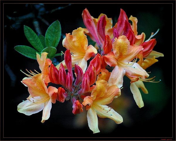 photo "for the PF women" tags: nature, macro and close-up, flowers