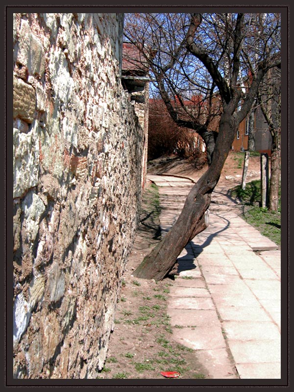фото "...tree on my way..." метки: природа, 
