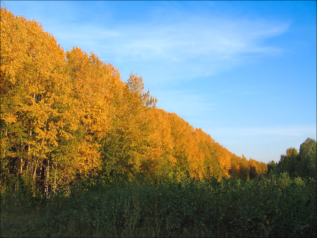 photo "Autumn" tags: landscape, forest