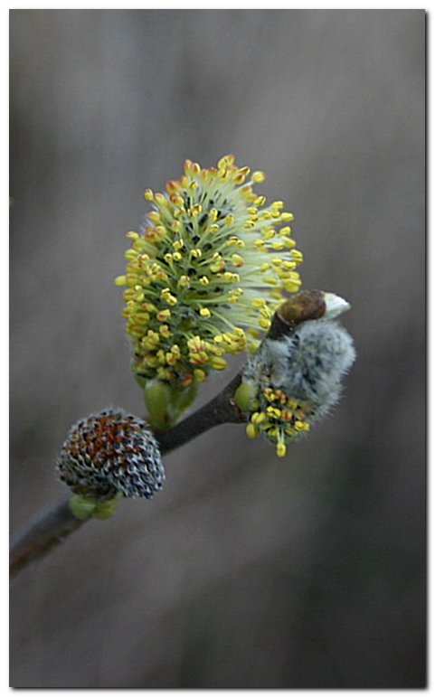 photo "Four stages of development on one branch" tags: nature, flowers