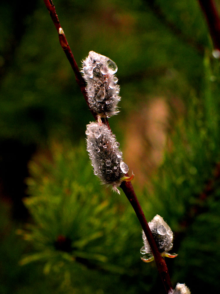photo "Pussy-willow" tags: nature, flowers