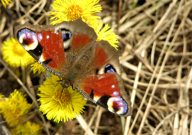 photo "The moments of spring" tags: macro and close-up, nature, insect