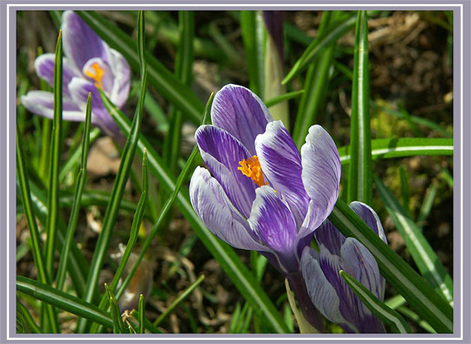 photo "Spring saffron" tags: nature, macro and close-up, flowers