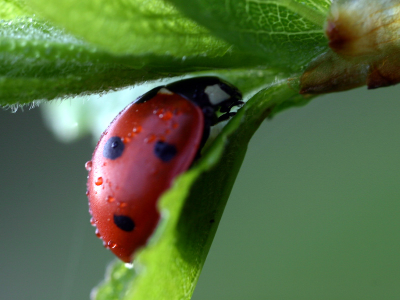фото "ladybird" метки: макро и крупный план, природа, 