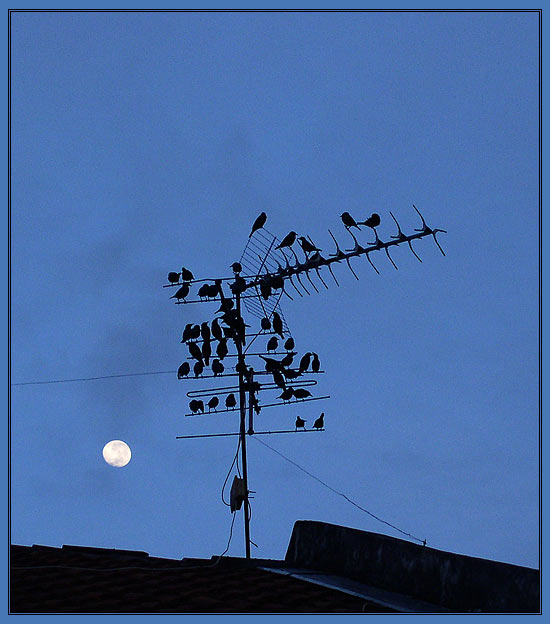 photo "birds and Moon" tags: landscape, architecture, night