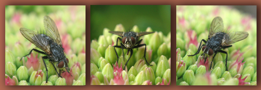 фото "~Серия с мухой~" метки: природа, макро и крупный план, насекомое