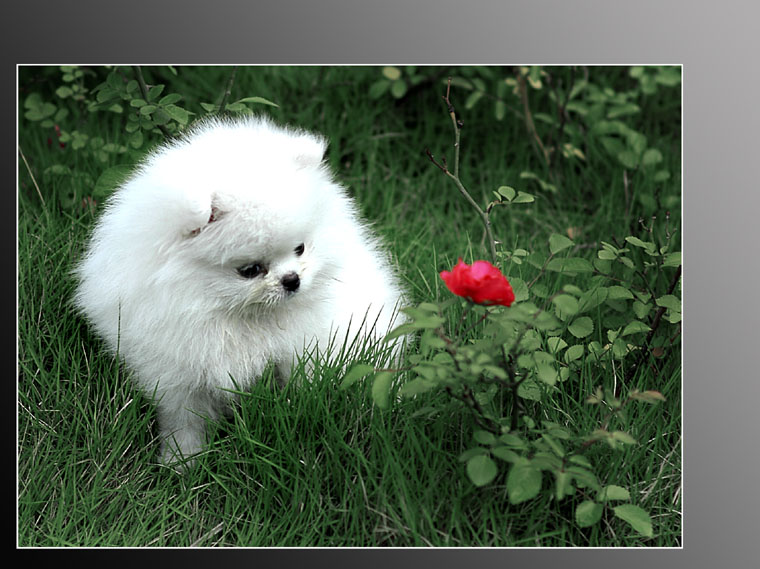 фото "?" метки: природа, дикие животные, домашние животные
