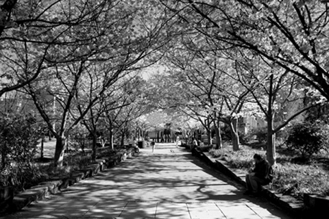 photo "walkway" tags: black&white, 